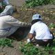 Ville d'Usuki : 30% des ingredients des cantines scolaires issus de produits locaux