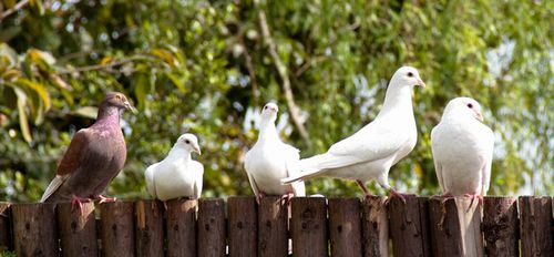 Photo: White dove