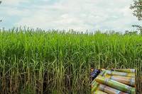 Thailand to Produce Biofuel Using Japanese Biotechnology