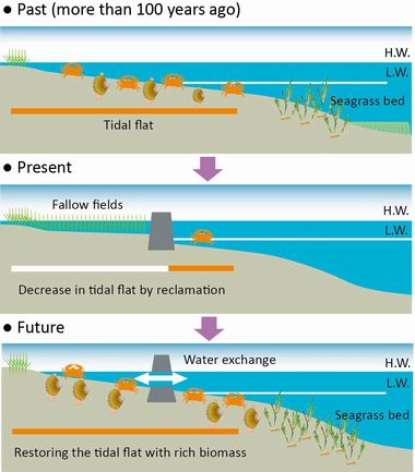 JFS/Initiatives to Restore the Tidal Flats of Ago Bay