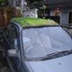 沖縄　車の屋根緑化で冷房いらずの