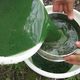 Japanese Institute Succeeds in Extracting 'Green Crude Oil' from Blue-Green Algae