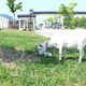Weed Control by Goats Gives Comfort to Expressway Travelers