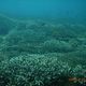 国立環境研究所、海水温上昇によるサンゴの急速な北上実態を解明