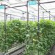 三菱樹脂グループ　太陽光利用型植物工場でトマト栽培の実証実験開始