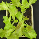 Showa Denko to Market New LED-Based Plant Cultivation Method