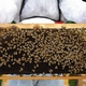 Kanazawa University Draws Connection between Honeybee Losses and Neonicotinoid Pesticides
