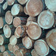 木材利用の促進へ　木材利用ポイント発行・交換の申請受付開始