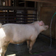 廃棄シロップを豚の飼料に活用
