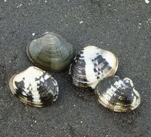 JFS/Initiatives to Restore the Tidal Flats of Ago Bay
