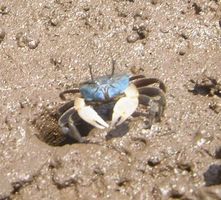 JFS/Initiatives to Restore the Tidal Flats of Ago Bay
