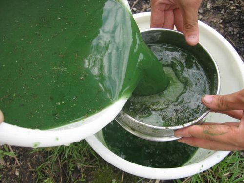 JFS/Japanese Institute Succeeds in Extracting 'Green Crude Oil' from Blue-Green Algae