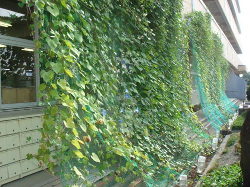 JFS/Ichinomiya city green curtain