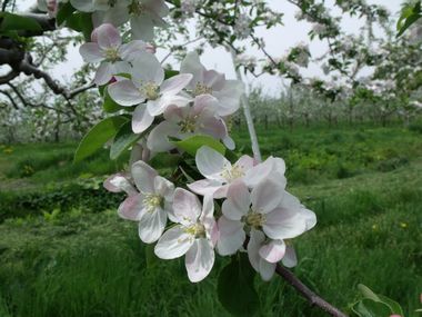 JFS/Making the Impossible Possible -- "Miracle Apples" and Natural Cultivation
