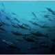  Japanese Fishery Meets Challenge to Reduce Bycatch from World's Oceans (Part Two)
