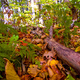 Japanese Researchers Uncover Chemical Process of Leaf Litter Turning into Organic Soil Matter