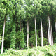 New Law to Promote Forest Management Enacted for Global Warming Prevention