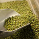 Yukiguni Maitake and Grameen Group Launching Joint Mung Bean Project in Bangladesh