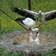 White Storks Fly in Japanese Skies for the 1st Time in 34 Years