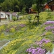 Innovative Large-Scale Planting Method Developed For Use Across Japan