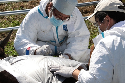 Photo: Taking a sample of cow.