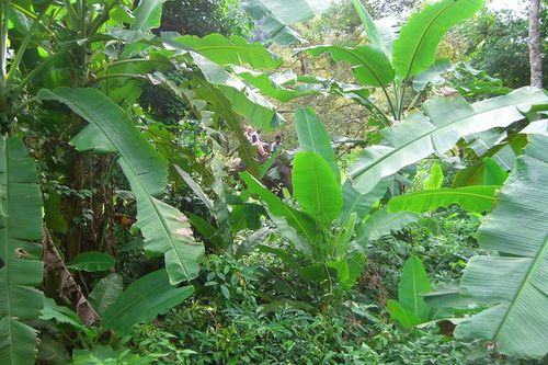 Photo: Big giant leaves