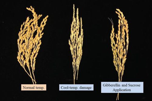 Photo: Cool-Temperature Damage in Rice