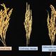 Tohoku University Unveils Mechanism for Cool-Temperature Damage in Rice