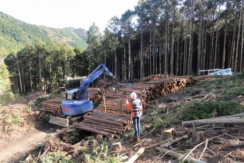 Photo: Japanese forest industry