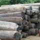 Illegal Logging Issues - Significance and Challenges: Pertinence of Forest Management Governance in Japan & Other Countries