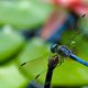  Dragonfly Wing Design Pioneers the Future -- Development of the Micro Wind Turbine