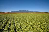 Once Desolate, Now Attracting Attention as a Successful Farming Village: Kawakami, Nagano Prefecture