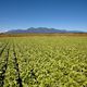 Once Desolate, Now Attracting Attention as a Successful Farming Village: Kawakami, Nagano Prefecture