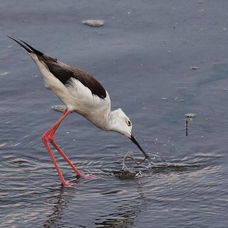 Photo: Black winged stilt