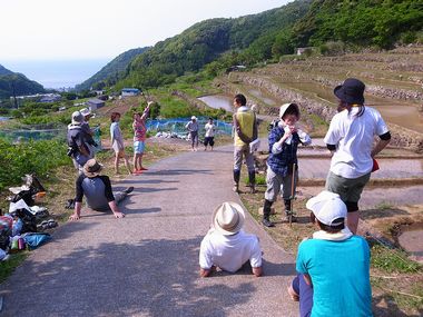 Photo: rice planting in 2012