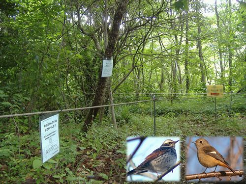 Photo: Yokohama Nature Sanctuary and Dusky Thrush, Daurian redstart 