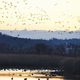  A Rice-farming Area where People and Geese Live in Harmony