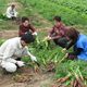 Volunteers Turning City's Fallow Fields into Emergency Food Supply Sources