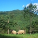 Lamb Raised on Wine Lees on Sale in Japan