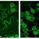 Signaling Factor to Increase Stomatal Density May Contribute to Less CO2 and More Food Production