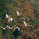 Transforming Agriculture and Economy to Save the Japanese Crested Ibis: Sado Island