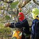 Children Pick Apples to Promote Regional Development