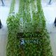 Japanese University to Grow Green Curtain with Japanese Yam