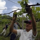 Developmentally Impaired Persons Working Together to Produce High Quality Wine in Japan