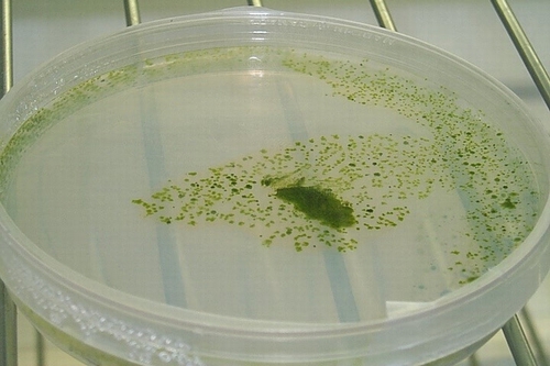 cyanobacteria