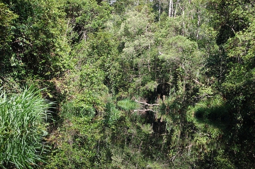 Peat swamp forest