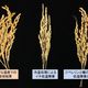 東北大学　イネ冷害の発生メカニズムを解明