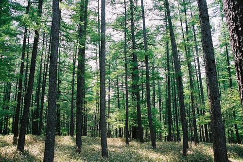 写真：新緑の森