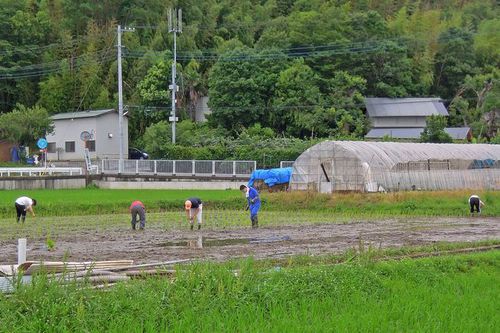 写真：寺家ふるさと村の田植え風景