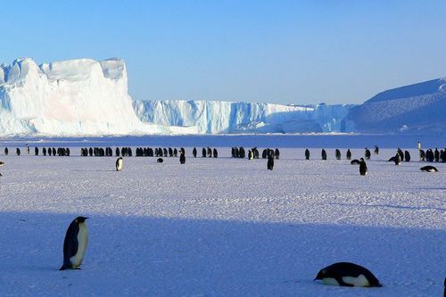 写真：ペンギン